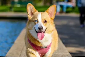 柯基犬多少钱一只？视频封面