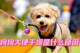 狗狗大便干燥是什么原因？该怎么改善视频封面