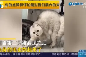 女子买回一个抱枕后，发现家里5只猫咪越来越不对劲：全体炸毛！视频封面