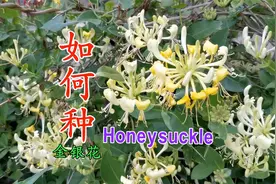 满院飘香的金银花种植方法 前院后院种了三个品种的金银花视频封面