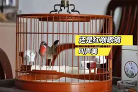 红喉歌鸲叫声高亢激昂花口多，听起来让人心潮澎湃，终生难忘视频封面