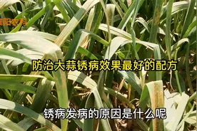 大蒜锈病用这个配方防治效果最好，治病干净彻底，还能增产视频封面