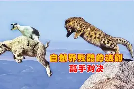 雪豹飞跃100米悬崖捕杀羚羊，摔下悬崖看着都疼，都是为了活着！视频封面