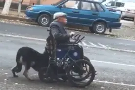 哈萨克斯坦忠犬帮主人推轮椅走红 曾克服车祸恐惧陪伴出门视频封面