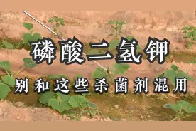 磷酸二氢钾到底能不能和杀菌剂混用？这些杀菌剂别混！可能出药害视频封面