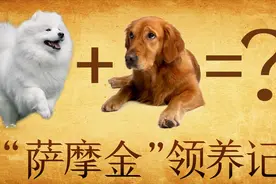金毛和萨摩耶会生出什么样的狗狗？领养一只萨摩金看看