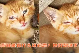 没有了尾巴被遗弃的小奶猫，重新获得人间的爱。视频封面