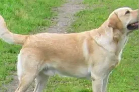 宠物莫选“头大”，小心是“串串狗”，莫选有皱纹