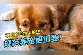 为什么说我不赞成动物保护法？最应该规范的是饲主视频封面