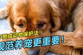 为什么说我不赞成动物保护法？最应该规范的是饲主视频封面