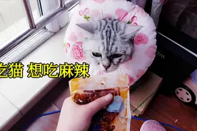 馋嘴小猫咪，想吃麻辣小鱼，不给吃还生气了