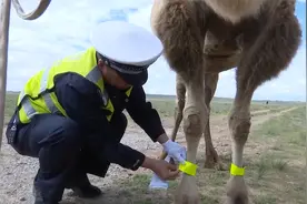 真贴心！民警为骆驼带上反光腿带，防止牲畜迁徙发生交通事故视频封面