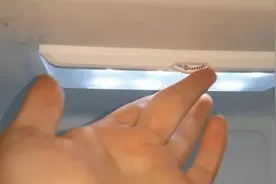 刚刚才发现，冬天冰箱要调一下这个按钮，能省一半电费，学会不亏视频封面