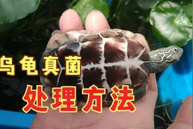 乌龟真菌感染鉴别，龟背甲真菌治疗方法，改变养龟饲养环境是关键