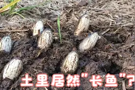男子在秧田翻土，意外发现土块中包裹着鱼儿，这是哪门子奇葩事？视频封面