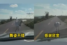 仙鹤挡住男子前行路，随后献上“舞蹈”，网友：何其有幸为你独舞视频封面