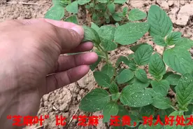 农村“芝麻叶泡水喝”厉害了，对人好处多，比芝麻还贵，赶紧看下视频封面