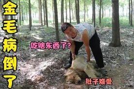金毛生病拉肚子，怀疑是熟人投毒，你们分析下这投毒的人会是谁？视频封面