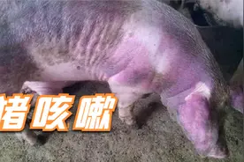 猪栏舍里经常传来猪咳嗽声，治疗好久都没效果，这几种情况要知道视频封面