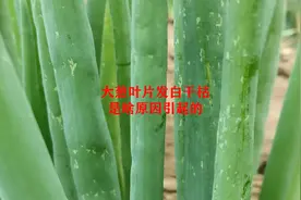 大葱叶片发白干枯，究竟是啥原因引起的，又该如何防治视频封面