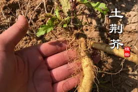 福建常见有毒植物“土荆芥”认识吗？以前人头上长虱子就找它帮忙视频封面