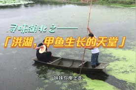 寻味湖北：洪湖，为什么是甲鱼生长的天堂？视频封面