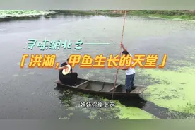 寻味湖北：洪湖，为什么是甲鱼生长的天堂？视频封面