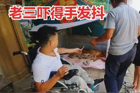 家里金毛成功产下11崽，狗狗打针时老三却犯了难，哪出了问题 ？视频封面