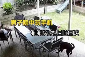 男子在院中玩手机，狗狗突然发现不对劲，迅速上前朝主人狂吠！视频封面