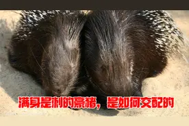豪猪浑身都是棘刺，到底是如何生娃的，它们的刺不会扎伤自己吗？视频封面