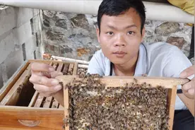 蜜蜂如何组建交尾群，交尾群的意义是什么？教你组建迷你小交尾群