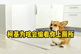 柯基偷看你上厕所，原因是这3点！视频封面