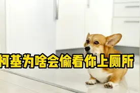 柯基偷看你上厕所，原因是这3点！视频封面