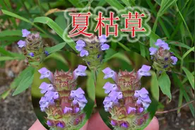 植物夏枯草长什么样？古人称之为“圣药”，是农村生活中的凉茶视频封面