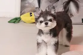 主人不在家的时候，狗狗独自在家会干啥？这么乖，好想去偷狗呀