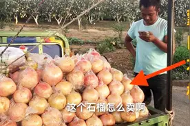 云南蒙自万亩石榴林，被称为石榴之乡，产地的路边摊卖5元一斤！视频封面