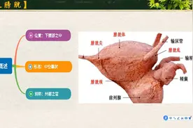 中医基础理论-膀胱视频封面