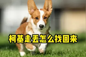 柯基走丢了怎么办？这5招可以帮你找回狗狗！视频封面