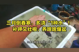 三月倒春寒，多浇“1种水”！补钾又壮根，养啥啥爆盆视频封面