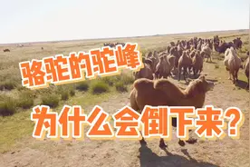 #小骆驼 骆驼的驼峰为什么会倒下来？？视频封面