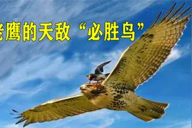老鹰的天敌必胜鸟，只有老鹰的爪子大小，却将老鹰玩弄于鼓掌之间视频封面