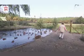 “胜诉”了！邻居告鸭叫扰民索赔3500欧元 法院：可以继续嘎嘎叫视频封面