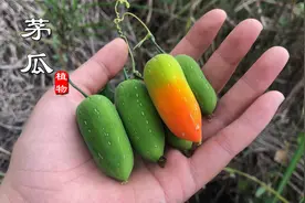 “茅瓜”又叫解毒草！吃过的朋友应该不多，根块还是很好的药材视频封面