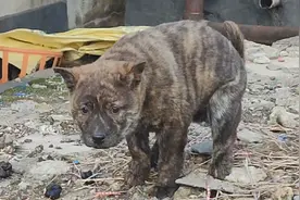 8万的狗王野猪，它的儿子也是好狗视频封面