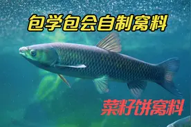 自制菜籽饼钓草鱼窝料，野钓实战搭配效果特别好视频封面