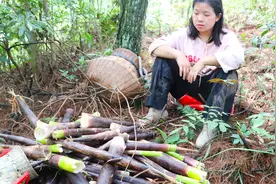 婆婆告诉尤妹一个拔笋的秘密基地，笋又多坡又陡，一次性拔够了本