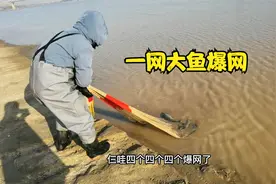 小伙黄河打鱼，一网下去爆网了，拖上岸全场沸腾了，至少20多斤视频封面