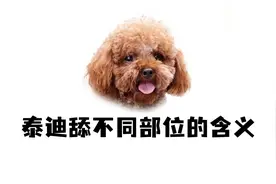 泰迪舔你的每个部位，表达的意思都不同！