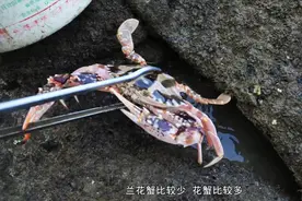 大退潮赶海是最好时机，石缝里大螃蟹真多，小渔说今天运气无敌好视频封面