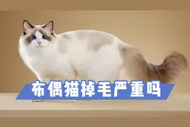 布偶猫掉毛严重吗？饲养之前，建议了解清楚视频封面
